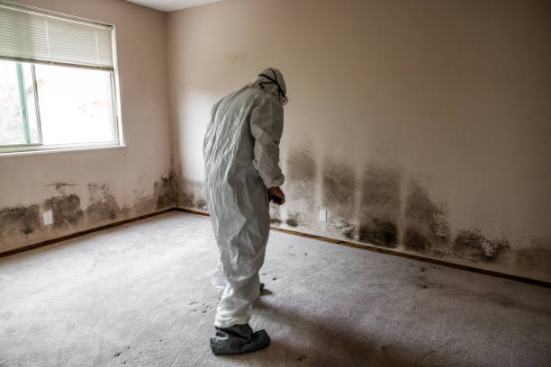 Best Industrial Mold Remediation in USA